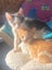 Edmund and Isaac. Dynamic duo Rescue Kittens Carousel 1