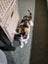 Rescue kitten Opal Carousel 2