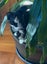 Special need kittens Bubbles and Blossom Carousel 2
