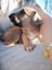 Cattle dog huntaway puppies Carousel 3
