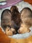 Cattle dog huntaway puppies Carousel 5