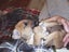 Cattle dog huntaway puppies Carousel 4