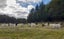 Boer Goat Heard Carousel 1