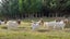 Boer Goat Heard Carousel 2