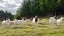 Boer Goat Heard Carousel 3