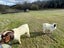 Boer Goat Heard Carousel 4