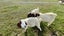 Boer Goat Heard Carousel 5