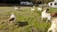 Boer Goat Heard Carousel 6