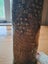 Geniune Trench Art British WW1 18 pound brass designed shell Carousel 8