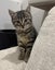Rescue kitten Nubbin Carousel 1