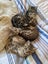Lovely Cuddly Kittens, Tabby colours Carousel 1