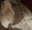 A minilop x and a purebred mini lop baby 1 boy 1 girl Carousel 5