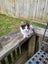 Rescue kitten Opal Carousel 4