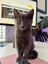 LONELY MIAOW KITTEN - TILLIE - SPECIAL GIRL Carousel 1