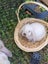 Mini lop Carousel 1