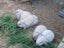 Mini lop Carousel 3