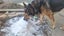 Shepksy- Neutered Male Carousel 6