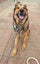 Shepksy- Neutered Male Carousel 8