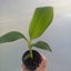 Dwarf Cavendish Banana (Musa) $1 Reserve! | 7cm Nursery Pot | Grow Plants NZ Carousel 1