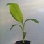 Dwarf Cavendish Banana (Musa) $1 Reserve! | 7cm Nursery Pot | Grow Plants NZ Carousel 2