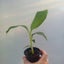 Dwarf Cavendish Banana (Musa) $1 Reserve! | 7cm Nursery Pot | Grow Plants NZ Carousel 4