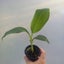 Dwarf Cavendish Banana (Musa) $1 Reserve! | 7cm Nursery Pot | Grow Plants NZ Carousel 3