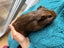 Guinea pig babies (2 male, 5 female) Carousel 1