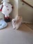 Good home needed for Charlie Carousel 1