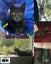 Miss Bernie - Rachel's KittyCat Rescue Carousel 1