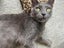 Miss Bernie - Rachel's KittyCat Rescue Carousel 4