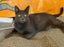 Miss Bernie - Rachel's KittyCat Rescue Carousel 5