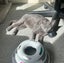 Miss Bernie - Rachel's KittyCat Rescue Carousel 6