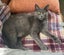 Miss Bernie - Rachel's KittyCat Rescue Carousel 7