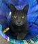 Miss Bernie - Rachel's KittyCat Rescue Carousel 8