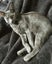 Miss Bernie - Rachel's KittyCat Rescue Carousel 14