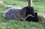 Sheep - Gotland ewe lambs Carousel 3
