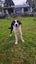 Heading Dog x border Collie pup Carousel 9