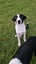 Heading Dog x border Collie pup Carousel 10