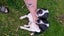 Heading Dog x border Collie pup Carousel 11