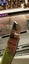 'Mr. Minimalist' 48cm MIRROR RAZORSHARP HSS Steel BLADE Samurai Tanto Knife Gift Carousel 19