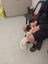 Mini the Foxie x Chihuahua Gisborne pound dog Carousel 3