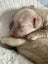 Golden Retriever puppy for sale Carousel 3