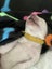 Golden Retriever puppy for sale Carousel 4