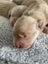 Golden Retriever puppy for sale Carousel 5