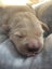 Golden Retriever puppy for sale Carousel 6