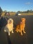 Golden Retriever puppy for sale Carousel 7