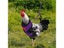 Fashion Chicken Vest Hen Belt Pet Harness Matching Collars Bow Comfortable Carousel 5