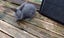 Baby Rabbits Carousel 3