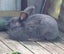 Baby Rabbits Carousel 4