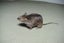 Taxidermy Mouse Carousel 4